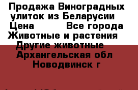 Продажа Виноградных улиток из Беларусии › Цена ­ 250 - Все города Животные и растения » Другие животные   . Архангельская обл.,Новодвинск г.